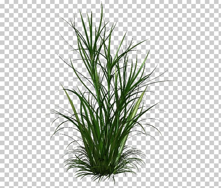 Scutch Grass Weed PNG, Clipart, Chrysopogon Zizanioides, Cim, Clip Art, Commodity, Cynodon Free PNG Download