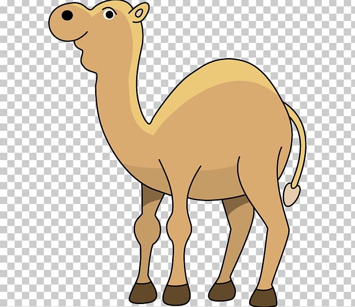 Dromedary Middle East Respiratory Syndrome Cartoon PNG, Clipart, Animal, Animal Figure, Arabian Camel, Camel, Camel Like Mammal Free PNG Download