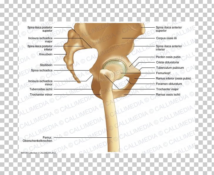 Hip Bone Anatomy Pelvis PNG, Clipart, Anatomy, Arm, Bone, Ear, Fibula Free PNG Download