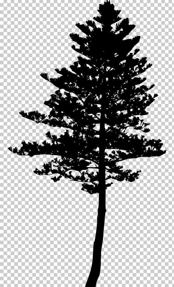 Tree Pine Silhouette Woody Plant Evergreen PNG, Clipart, Black And White, Branch, Christmas Tree, Conifer, Conifers Free PNG Download