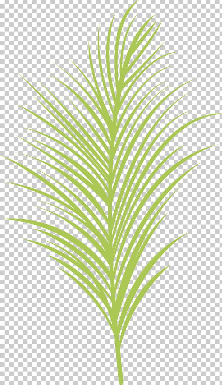 Arecaceae Grasses Plant Stem Line Leaf PNG, Clipart, 03 Palms, Arecaceae, Arecales, Art, Branch Free PNG Download