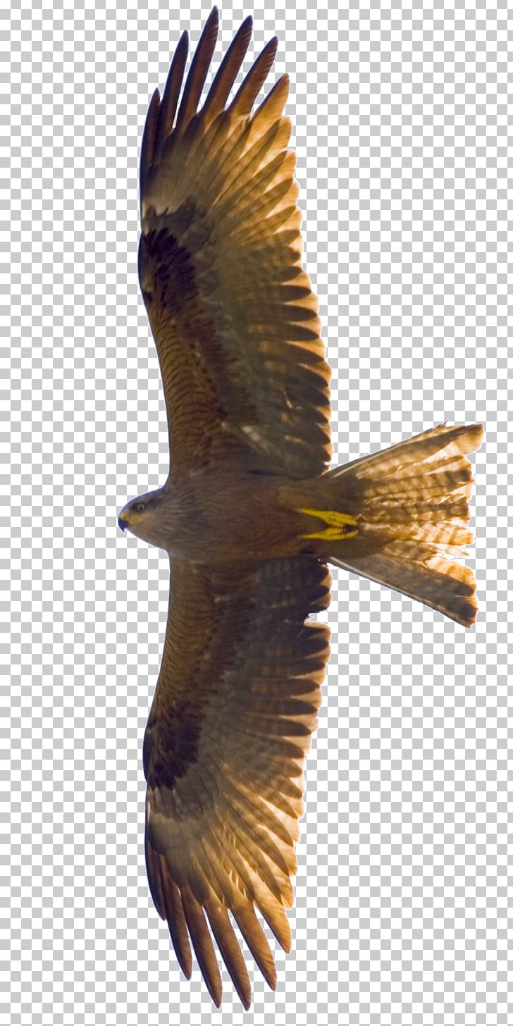 Bird Flight Eagle Kite PNG, Clipart, Accipitriformes, Animals, Beak, Bird, Bird Of Prey Free PNG Download