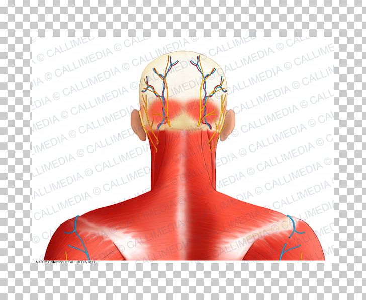 Greater Occipital Nerve Occipital Artery Occipital Bone Muscle PNG, Clipart, Anatomy, Arm, Finger, Greater Occipital Nerve, Hand Free PNG Download