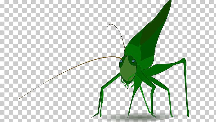 Insect Grasshopper PNG, Clipart, Animation, Arthropod, Caelifera, Cartoon, Cricket Like Insect Free PNG Download