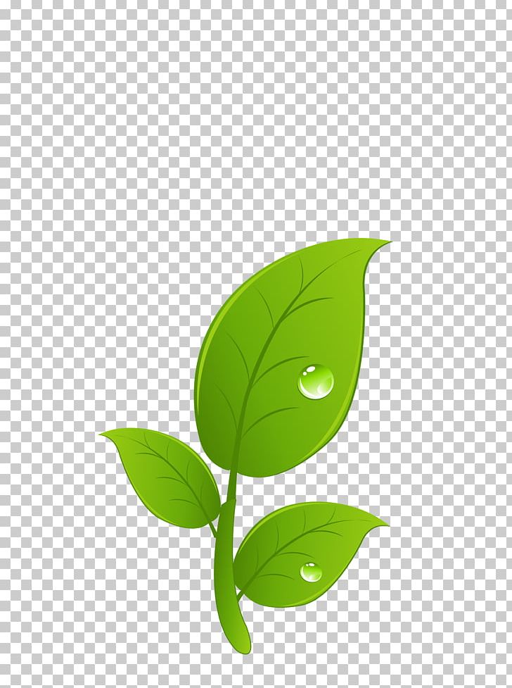 Leaf Germination PNG, Clipart, Autumn Leaves, Banana Leaves, Bean, Book, Cartoon Leaves Free PNG Download