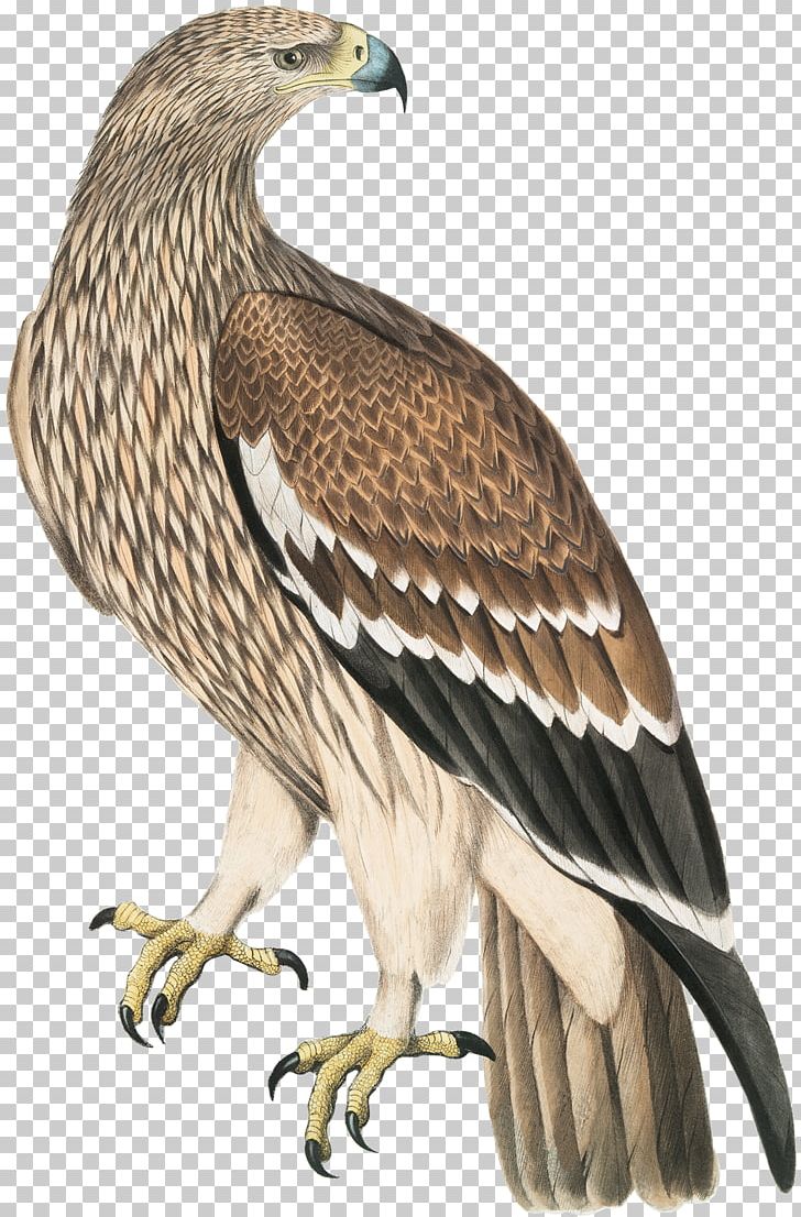 The Birds Of America Bald Eagle Drawing PNG, Clipart, Accipitriformes, Animals, Aquila, Bald Eagle, Beak Free PNG Download