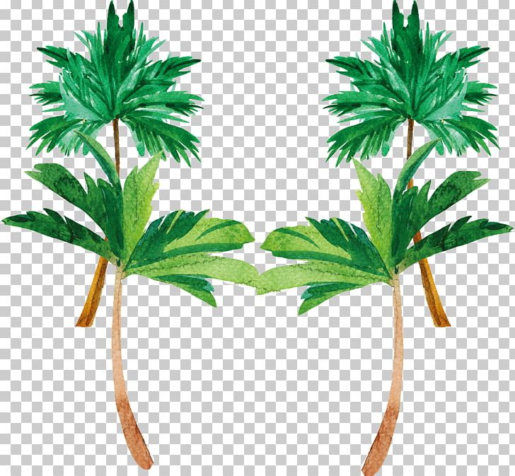 Tree Coconut Watercolor Painting Plant PNG, Clipart, Arecaceae, Artworks, Cannabis, Grass, Hand Free PNG Download