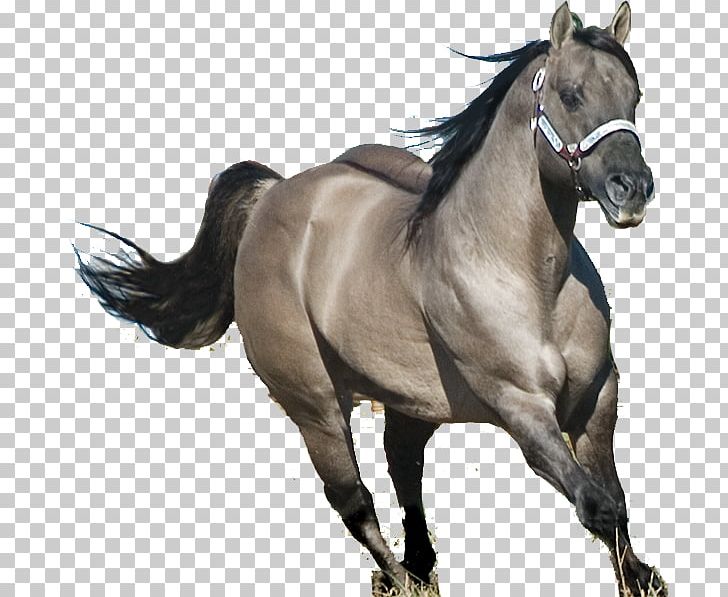 American Quarter Horse Stallion Mane Mustang Mare PNG, Clipart, American Quarter Horse, Bridle, Colt, Dun Locus, English Riding Free PNG Download