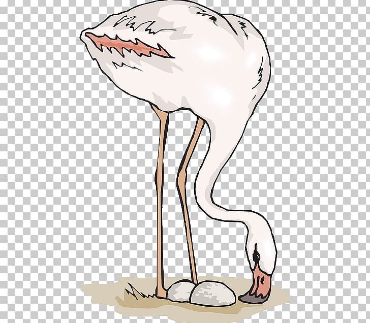 Beak Bird Greater Flamingo PNG, Clipart, American Flamingo, Animals, Art, Artwork, Beak Free PNG Download