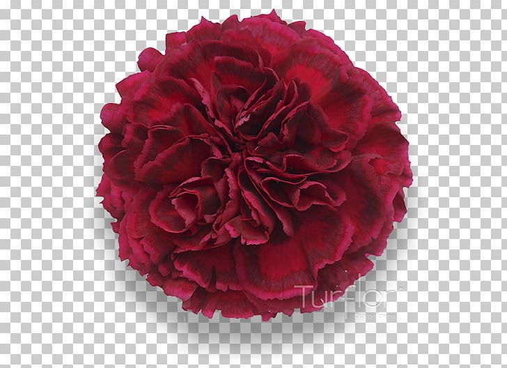 Carnation Garden Roses Cut Flowers Red PNG, Clipart, Burgundy, Carnation, Centifolia Roses, Cut Flowers, Flower Free PNG Download
