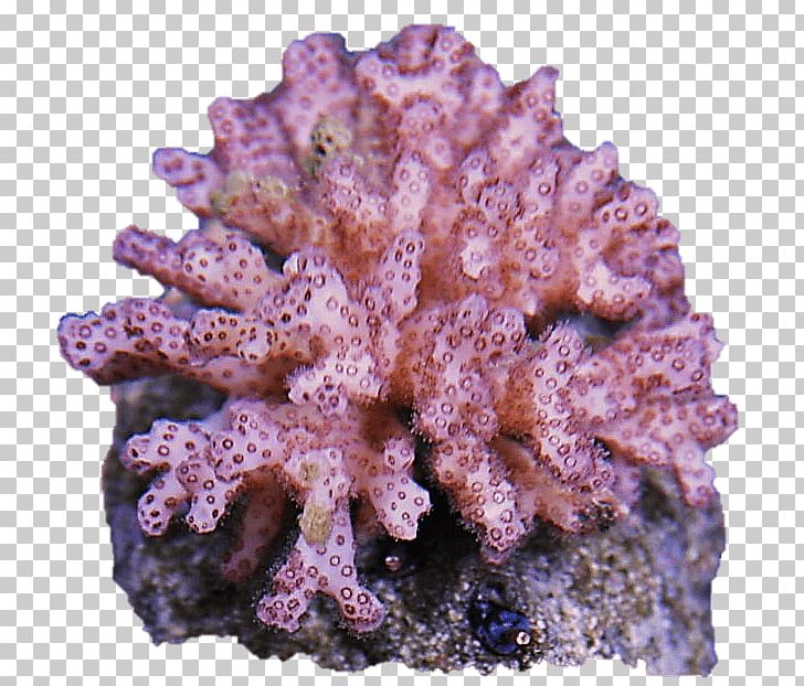 Coral Reef Pocillopora Invertebrate Clavarioid Fungi PNG, Clipart, Anemone, Cauliflower, Clavariaceae, Clavaria Zollingeri, Cnidaria Free PNG Download