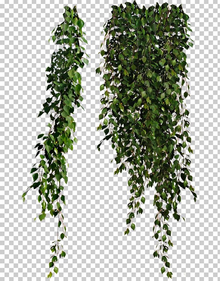 hanging ivy png