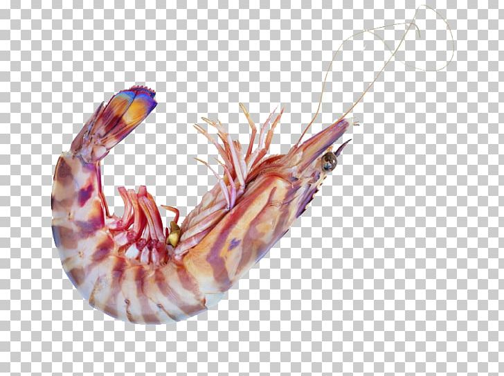 Caridea Seafood Shrimp Astaxanthin PNG, Clipart, Animals, Astaxanthin, Caridea, Closeup, Encapsulated Postscript Free PNG Download