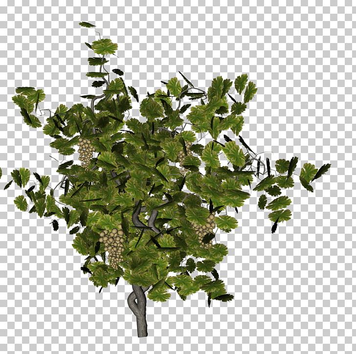 Kyoho Wine Grape PNG, Clipart, Border, Branch, Common Grape Vine, Computer Icons, Computer Software Free PNG Download