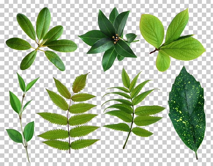 Leaf Digital PNG, Clipart, Branch, Digital Image, Directory, Display Resolution, Herbalism Free PNG Download