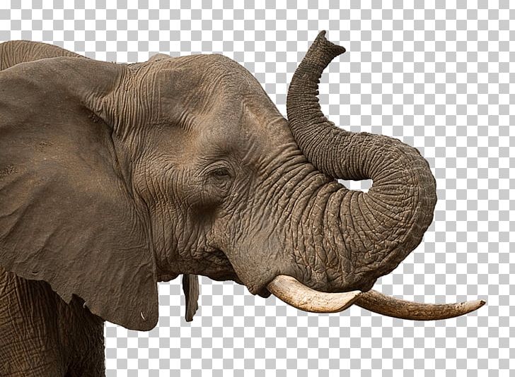 African Elephant Asian Elephant Wildlife Conservation PNG, Clipart, African Elephant, Animal, Animals, Asian Elephant, Cattle Like Mammal Free PNG Download