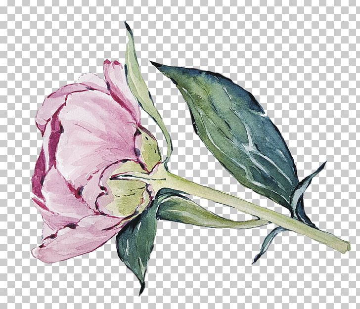 Cabbage Rose Cut Flowers Petal Plant Stem Herbaceous Plant PNG, Clipart, Cabbage Rose, Cut Flowers, Flower, Flowering Plant, Hand Free PNG Download