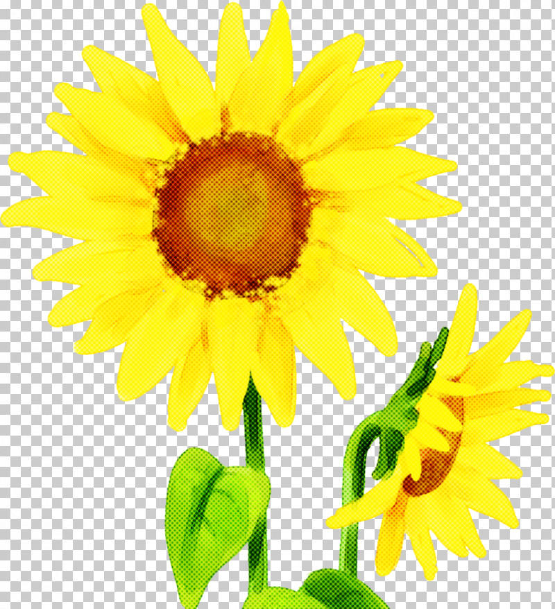 Sunflower PNG, Clipart, Asterales, Cuisine, Cut Flowers, Daisy Family, Flower Free PNG Download