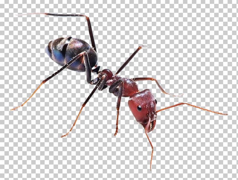 Ant Insect The Ants Black Carpenter Ant Black Garden Ant PNG, Clipart, Ant, Ant Colony, Ants, Banded Sugar Ant, Black Carpenter Ant Free PNG Download