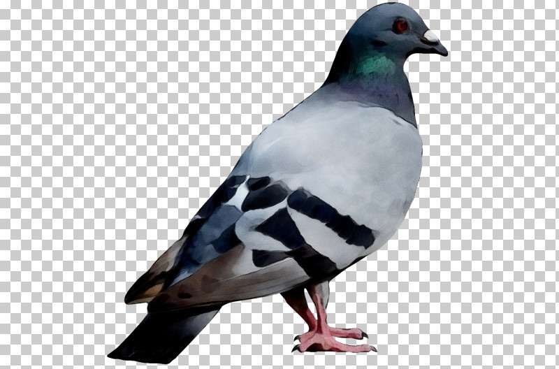 Bird Rock Dove Stock Dove Beak Pigeons And Doves PNG, Clipart, Beak, Bird,  Paint, Pigeons And