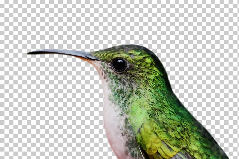Hummingbird PNG, Clipart, Beak, Bird, Green, Hummingbird, Jacamar Free PNG Download