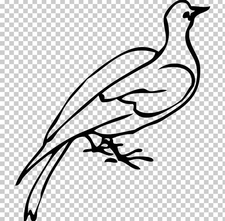 Columbidae PNG, Clipart, Art, Artwork, Beak, Bird, Black And White Free PNG Download