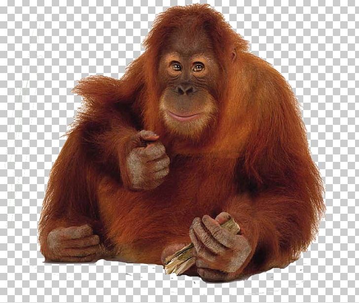 Gunung Leuser National Park Bornean Orangutan Sumatran Orangutan Primate Gorilla PNG, Clipart, Animals, Bonobo, Bornean Orangutan, Chimpanzee, Computer Icons Free PNG Download