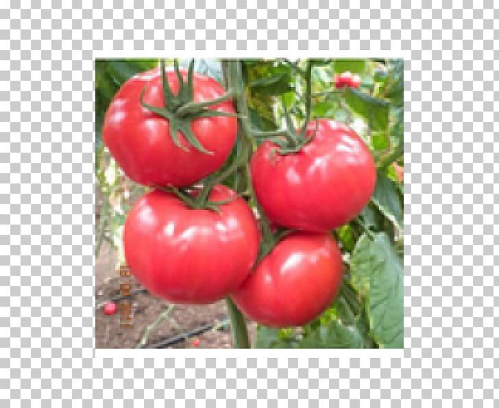 Seed Tomato Tohum (Kod: 15) Fruit Price PNG, Clipart, Acerola, Acerola Family, Asia, Bell Peppers And Chili Peppers, Bush Tomato Free PNG Download