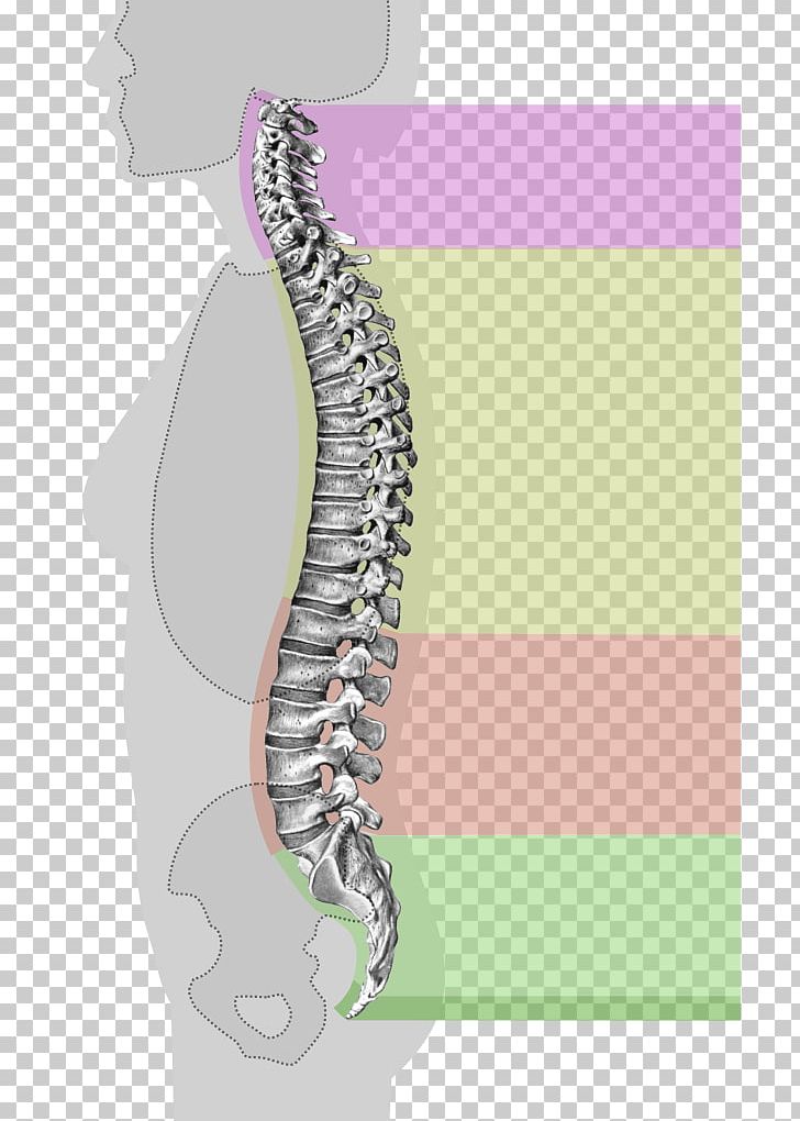 Vertebral Column Thoracic Vertebrae Cervical Vertebrae Spinal Cord PNG, Clipart, Anatomy, Atlas, Back Pain, Cervical Vertebrae, Coccyx Free PNG Download