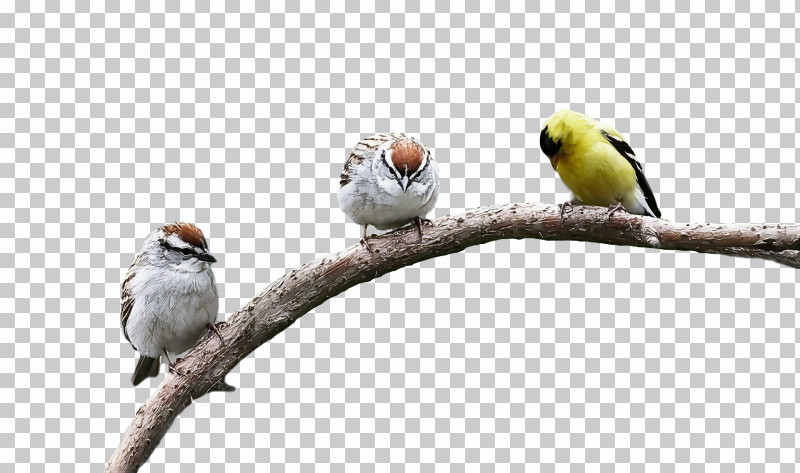 Bird PNG, Clipart, Adaptation, Beak, Bird, Branch, Finch Free PNG Download