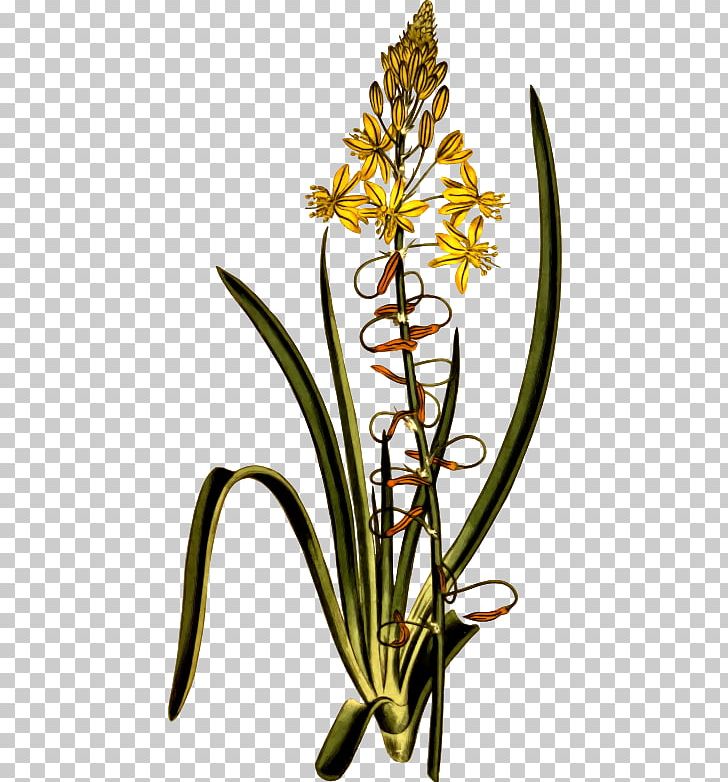 Floral Design Bulb Graphics PNG, Clipart, Bulb, Cut Flowers, Drawing, Flora, Floral Design Free PNG Download