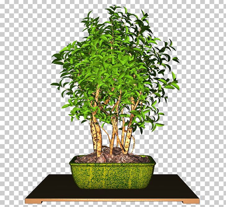 Flowerpot Chinese Sweet Plum Houseplant PNG, Clipart, Bonsai, Chinese, Evergreen, Flower, Flowerpot Free PNG Download