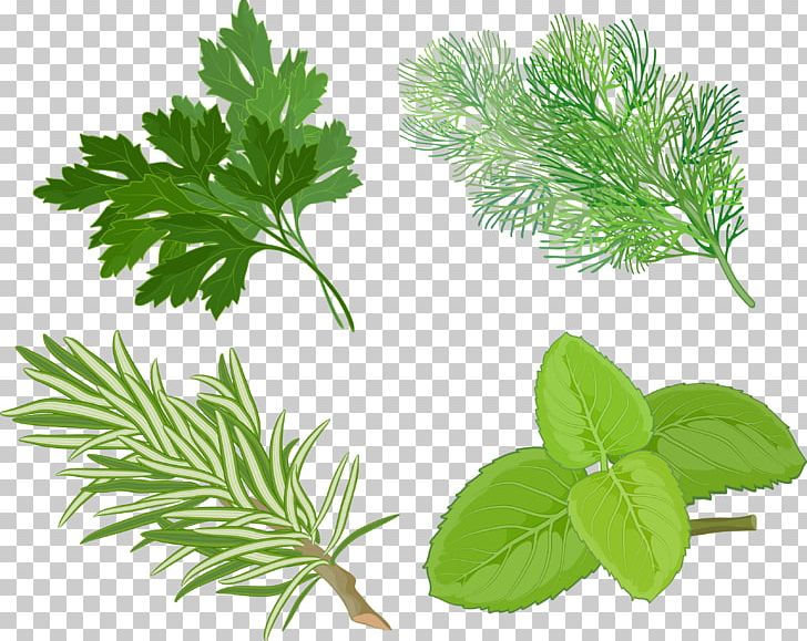 Peppermint Herb Basil Spice PNG, Clipart, Alternative Medicine, Basil, Bay Leaf, Common Sage, Computer Icons Free PNG Download