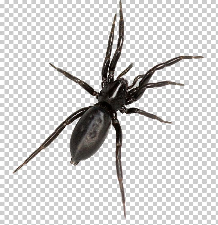 Spider Bite Hobo Spider Tegenaria Domestica Latrodectus Hesperus PNG, Clipart, Arachnid, Araneus, Arthropod, Black House Spider, Brown Recluse Spider Free PNG Download