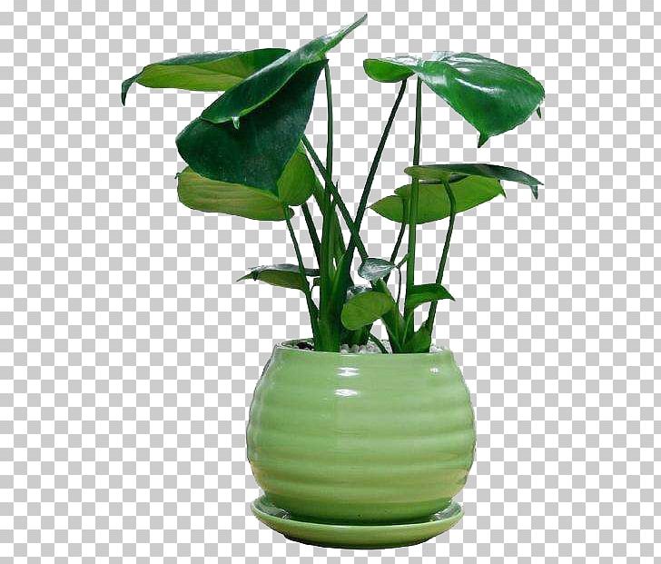 Swiss Cheese Plant Houseplant Bamboo PNG, Clipart, Bonsai, Broadleaf, Chlorophytum Comosum, Christmas Ornaments, Clivia Free PNG Download