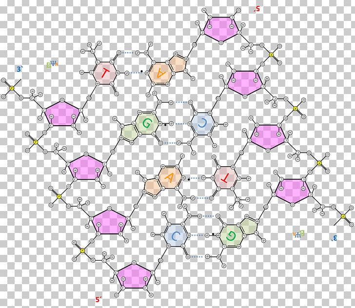 The Double Helix: A Personal Account Of The Discovery Of The Structure Of DNA Nucleic Acid Structure Nucleic Acid Double Helix Hydrogen Bond PNG, Clipart, Angle, Dna, Francis Crick, Gquadruplex, Helix Free PNG Download