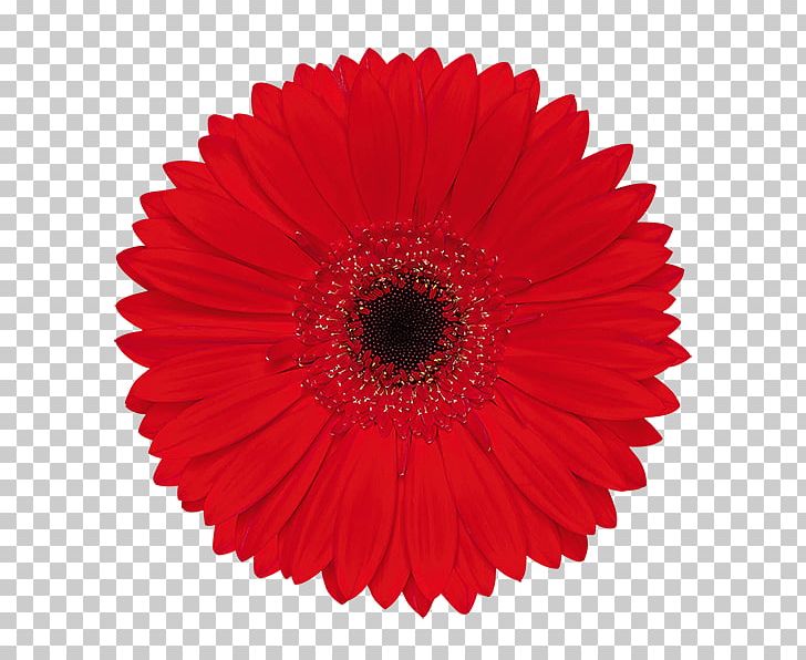 Transvaal Daisy Common Daisy Flower PNG, Clipart, Asterales, Color, Common Daisy, Coral, Cut Flowers Free PNG Download