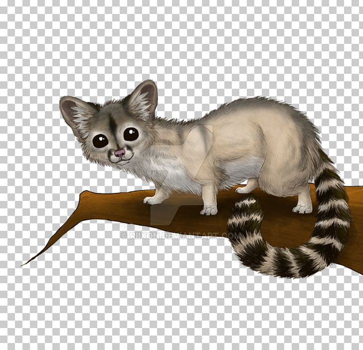 Whiskers Ring-tailed Cat Arizona Tabby Cat PNG, Clipart, Animals, Arizona, Art, Carnivoran, Cat Free PNG Download