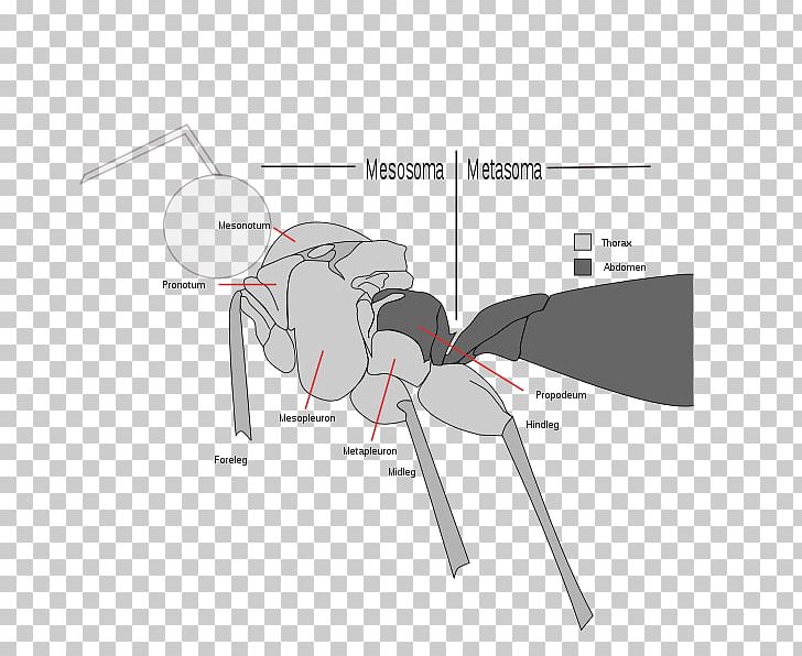 Insect Ant Apocrita Sawflies Vespids PNG, Clipart, Abdomen, Angle, Animals, Ant, Apocrita Free PNG Download