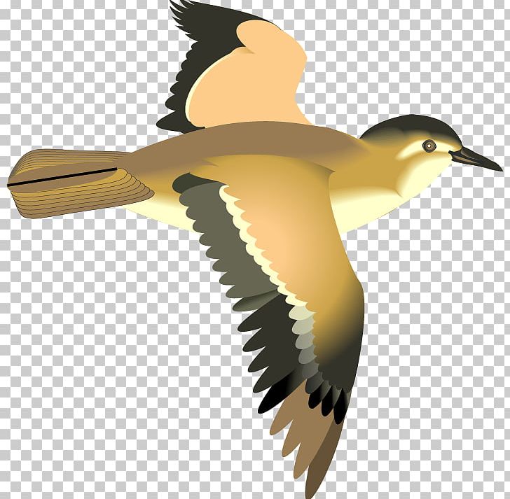 Bird Flight Bird Flight Gulls PNG, Clipart, Animal, Animation, Beak, Beauty Salon, Bird Free PNG Download