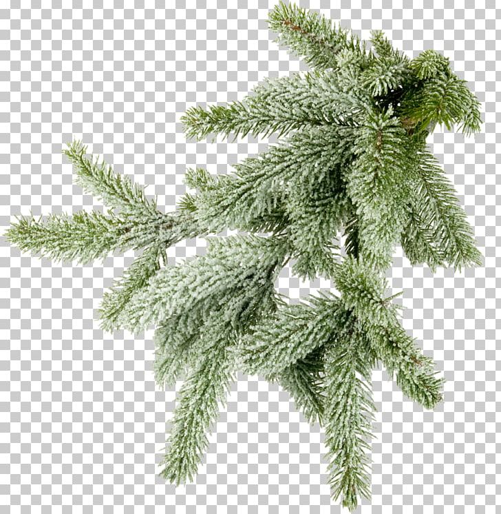 Conifers Spruce Photography Branch PNG, Clipart, Branch, Christmas Ornament, Conifer, Conifers, Cypress Family Free PNG Download