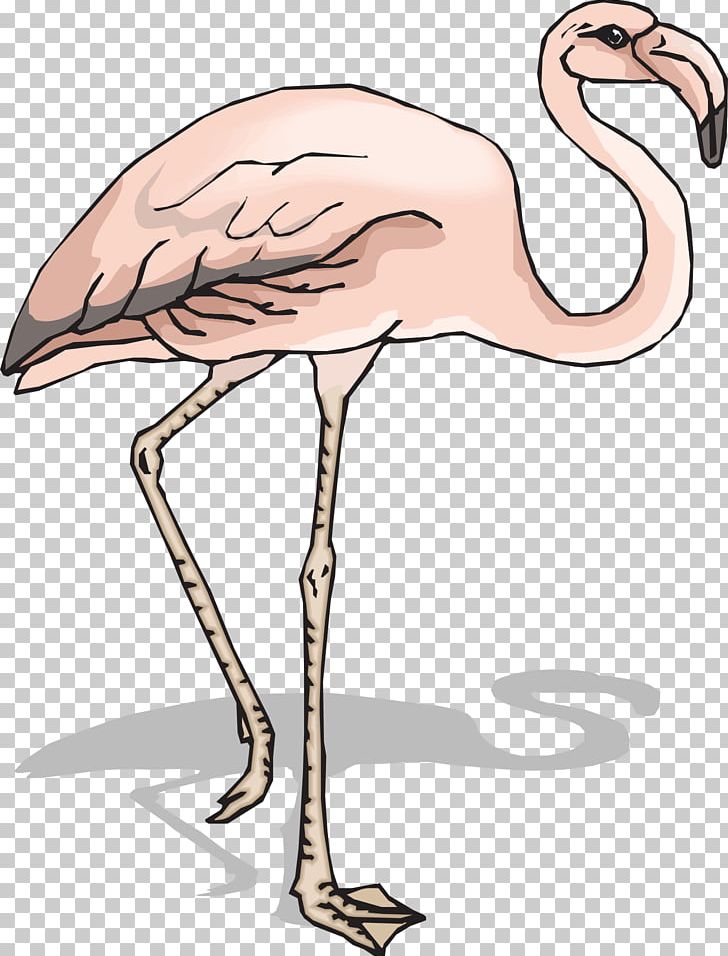 Animals Fauna Bird PNG, Clipart, Animals, Beak, Bird, Crane Like Bird, Document Free PNG Download