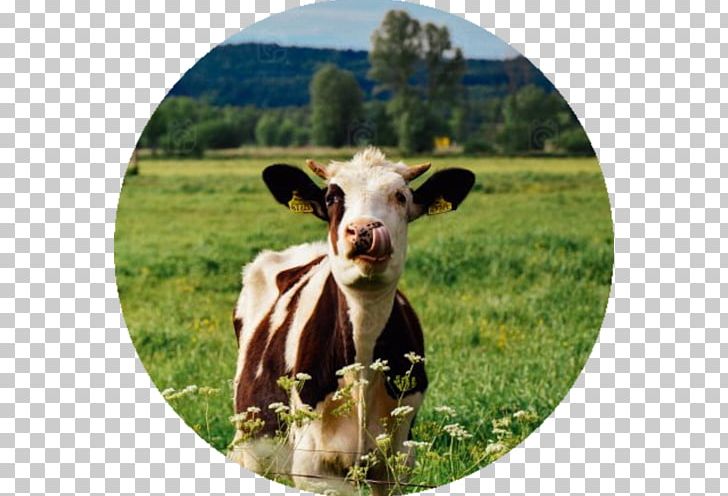 Galloway Cattle Calf Farm Livestock Dairy Cattle PNG, Clipart, Agriculture, Beef, Calf, Cattle, Cattle Like Mammal Free PNG Download