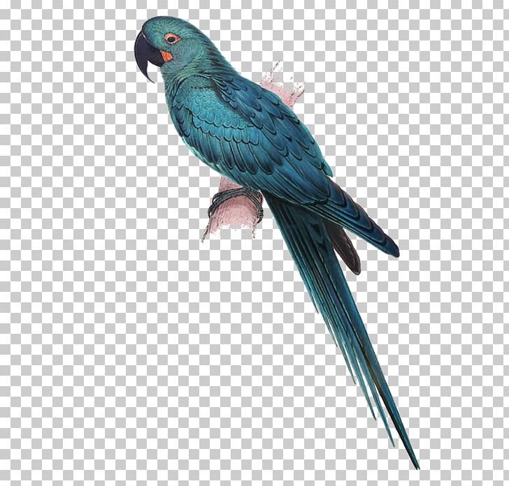 Illustrations Of The Family Of Psittacidae PNG, Clipart, Animals, Anodorhynchus, Bird, Blue, Common Pet Parakeet Free PNG Download