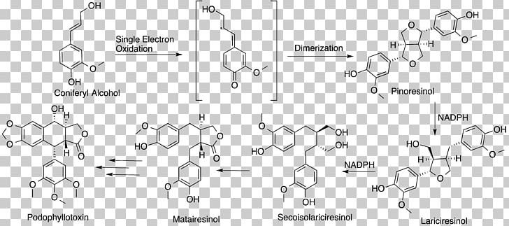 Podophyllotoxin Biosynthesis Lignan Etoposide Coniferyl Alcohol PNG, Clipart, Angle, Antineoplastic, Auto Part, Biosynthesis, Black And White Free PNG Download