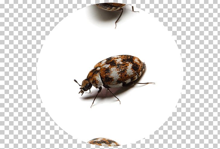 Varied Carpet Beetle Black Carpet Beetle Attagenus Pellio PNG, Clipart, Animals, Arthropod, Attagenus Pellio, Beetle, Black Carpet Beetle Free PNG Download