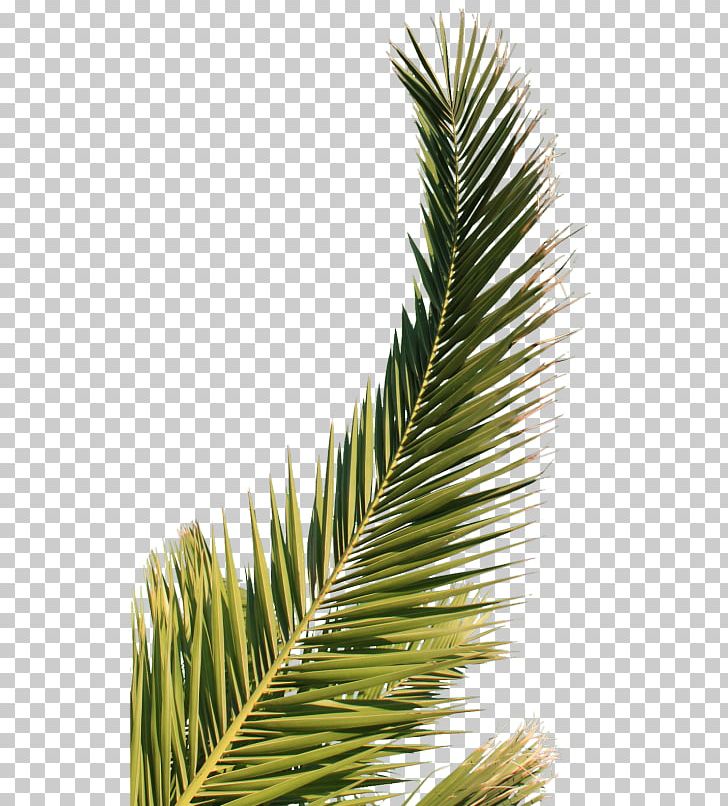 Arecaceae Palm Branch Leaf PNG, Clipart, Arecaceae, Arecales, Autodesk 3ds Max, Branch, Conifer Free PNG Download