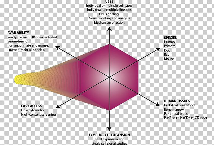 Line Brand Angle Diagram PNG, Clipart, Angle, Brand, Diagram, Hematopoietic Stem Cells, Line Free PNG Download