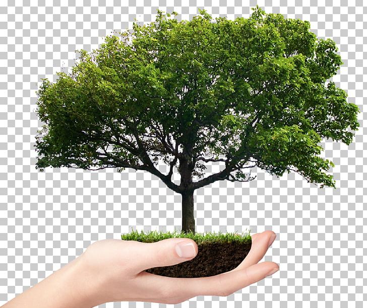 Stock Photography Tree Branch PNG, Clipart, Bonsai, Branch, Energie, Flowerpot, Grass Free PNG Download