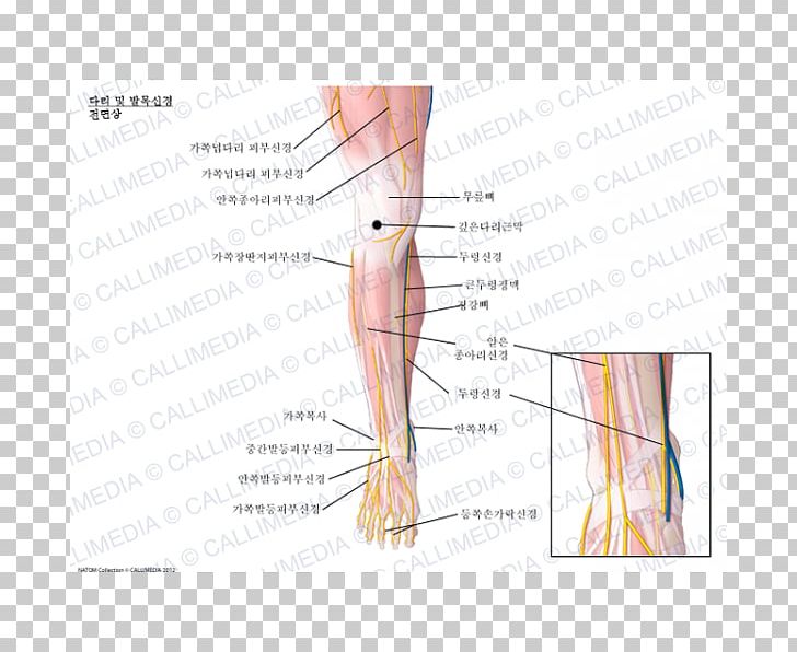 Thumb Nerve Ankle Crus Human Anatomy PNG, Clipart, Abdomen, Anatomy, Angle, Ankle, Arm Free PNG Download
